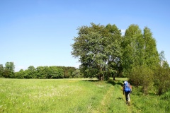 IMG_0520